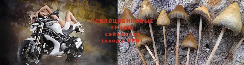 mega рабочий сайт  Шадринск  Галлюциногенные грибы Psilocybe  купить  