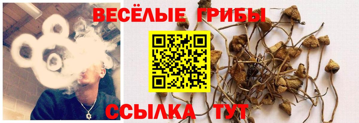 Галлюциногенные грибы Psilocybe Шадринск